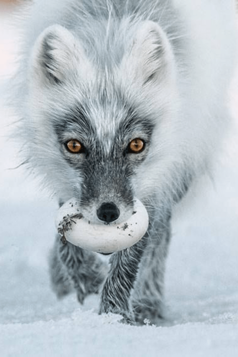 Cleptomania - a compulsão em furtar - blog de psicologia Melkberg - cleptomania - furtar - objeto - comportamento - distúrbio - cleptomaníaco