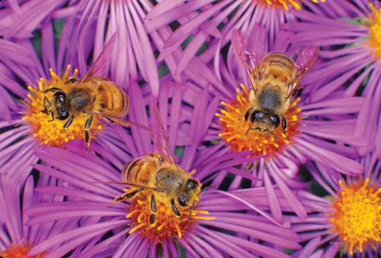 Morte das Abelhas, Filosofia e Psicologia Ambiental - blog de psicologia Melkberg - abelhas - ambiente - filosofia ambiental - morte - polinização - psicologia ambiental - vida 