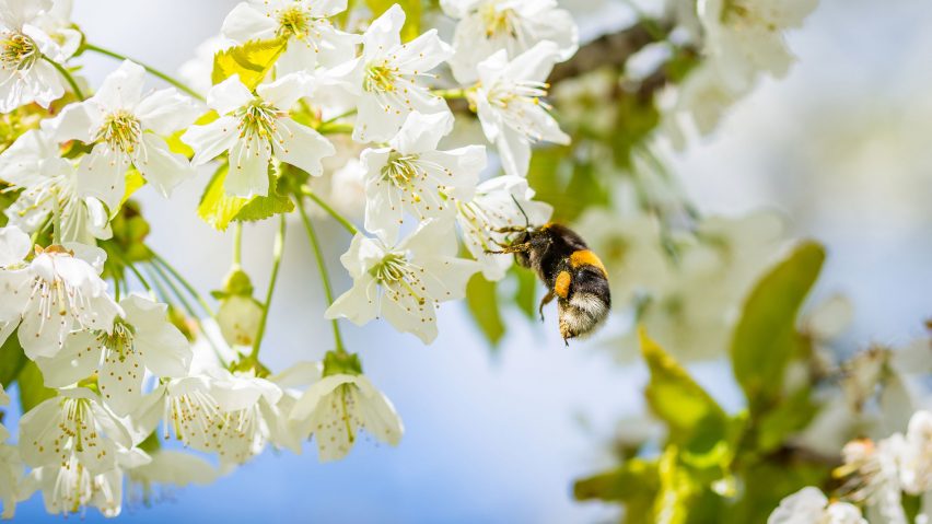 Morte das Abelhas, Filosofia e Psicologia Ambiental - blog de psicologia Melkberg - abelhas - ambiente - filosofia ambiental - morte - polinização - psicologia ambiental - vida 