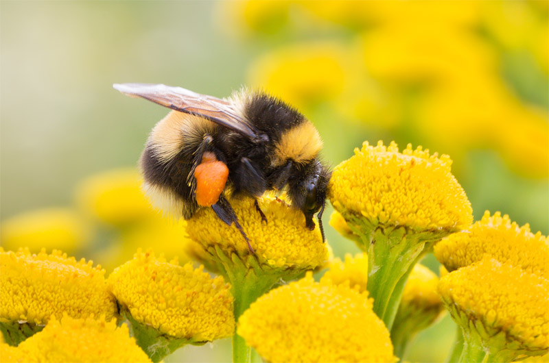 Morte das Abelhas, Filosofia e Psicologia Ambiental - blog de psicologia Melkberg - abelhas - ambiente - filosofia ambiental - morte - polinização - psicologia ambiental - vida 