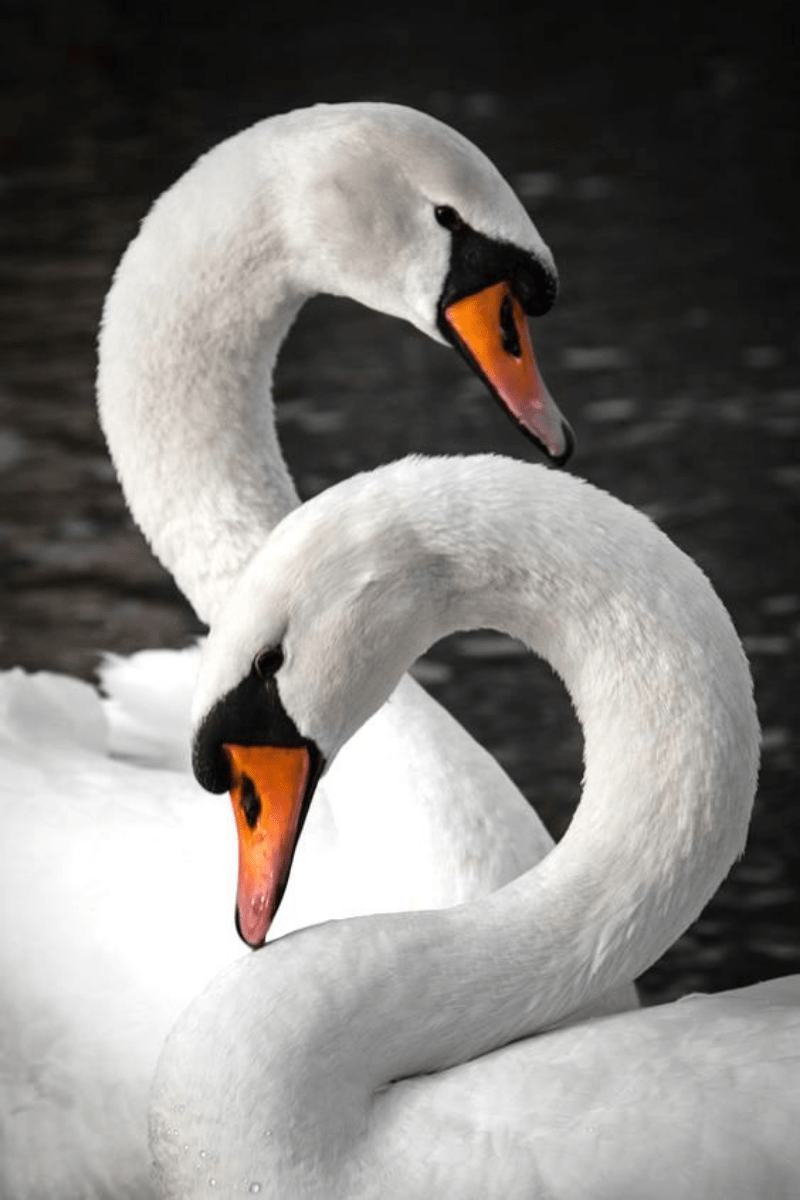 O que é autoestima? Faça o teste e saiba os efeitos da autoestima alta, baixa e falsa - blog de psicologia Melkberg - autoestima - teste psicológico - autoestima baixa - autoestima alta - falsa autoestima - teste - o que é autoestima - comportamento - depressão - adolescência - filhos - infância