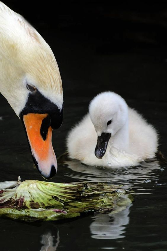 O que é autoestima? Faça o teste e saiba os efeitos da autoestima alta, baixa e falsa - blog de psicologia Melkberg - autoestima - teste psicológico - autoestima baixa - autoestima alta - falsa autoestima - teste - o que é autoestima - comportamento - depressão - adolescência - filhos - infância