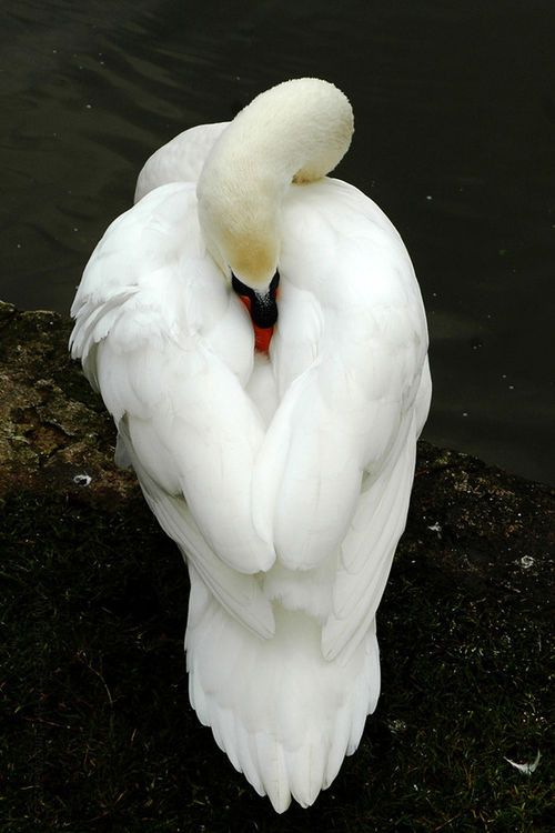 O que é autoestima? Faça o teste e saiba os efeitos da autoestima alta, baixa e falsa - blog de psicologia Melkberg - autoestima - teste psicológico - autoestima baixa - autoestima alta - falsa autoestima - teste - o que é autoestima - comportamento - depressão - adolescência - filhos - infância