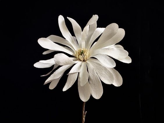 Vítima Da Relação E Comunicação Duplo Vínculo - blog de psicologia Melkberg - duplo vínculo - relação - relacionamento - vítima - comunicação